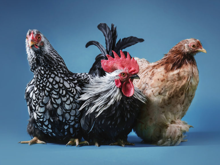 Chicken Elections - Branding. Market Research. Design. Web Development.